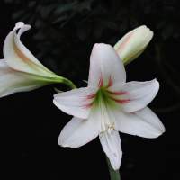 Lily
