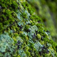 Moss