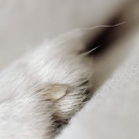 Soft Musk