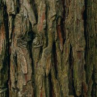 Cedarwood