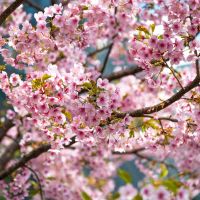 Cherry Blossom