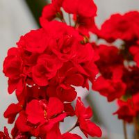 Geranium