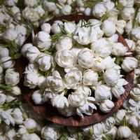Jasmine