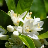 Orange Blossom