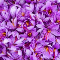 Saffron Flower