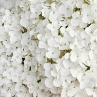 Soft white florals